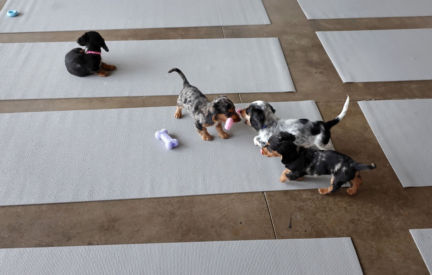 Puppy yoga in 果酱视频